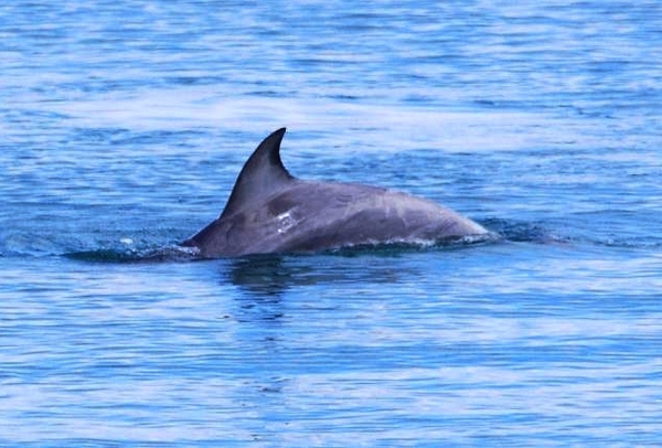 Zdjęcie z Australii - Caly czas obserwowalem delfiny