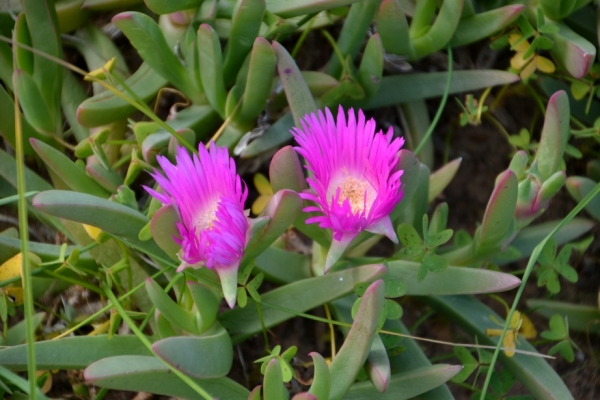 Zdjęcie z Australii - Nadmorska flora