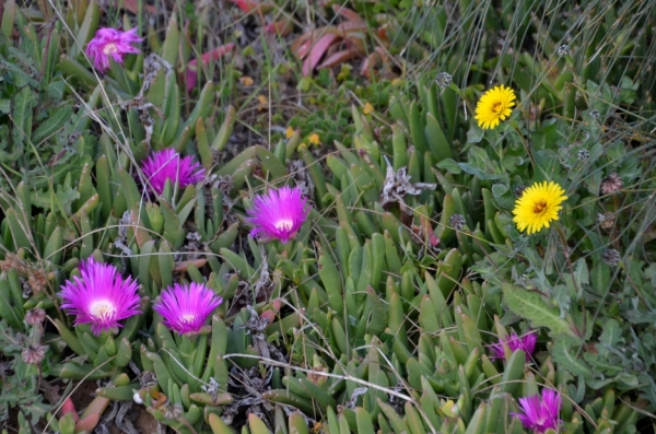 Zdjęcie z Australii - Nadmorska flora
