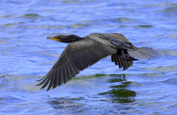 Zdjęcie z Australii - Kormoran zwyczajny. Wystartowal z wody moment wczesniej