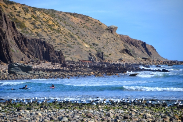 Zdjęcie z Australii - Widok na Headland Cliffs i surferow