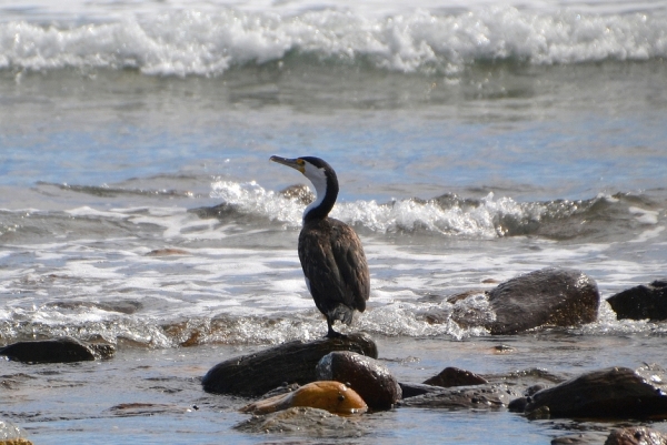 Zdjęcie z Australii - Kormoran srokaty 