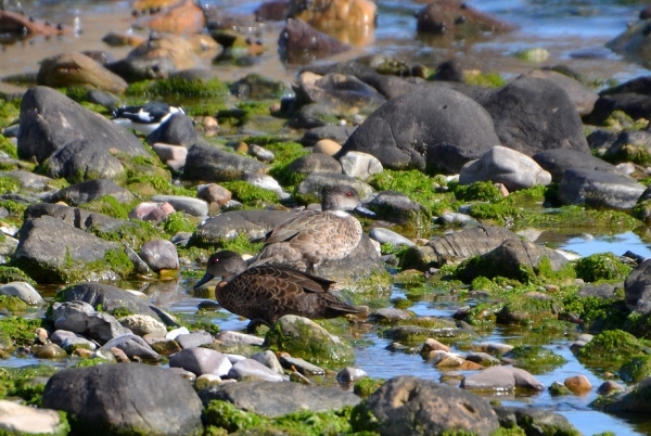 Zdjęcie z Australii - Para cyranek szarych - Grey Teal (Anas gracilis)
