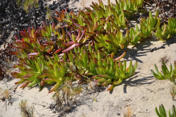 Zdjęcie z Australii - Nadmorska flora