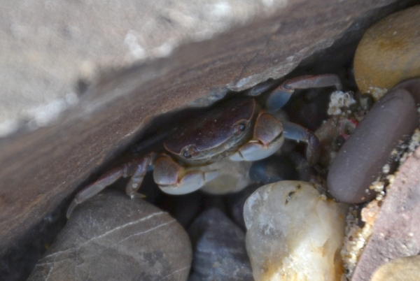 Zdjęcie z Australii - Mieszkaniec plazy Hallett Cove Beach