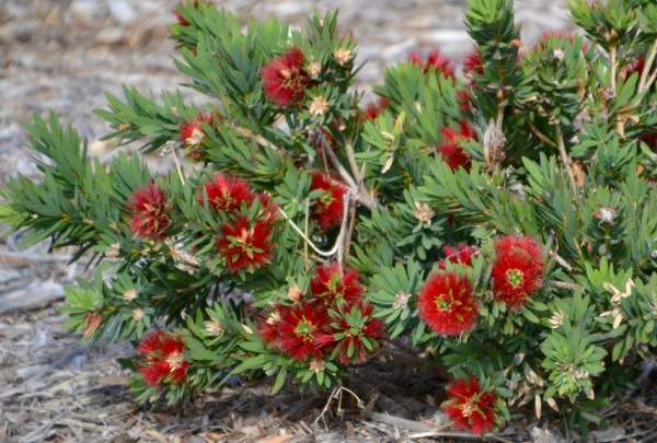 Zdjęcie z Australii - Australijska flora