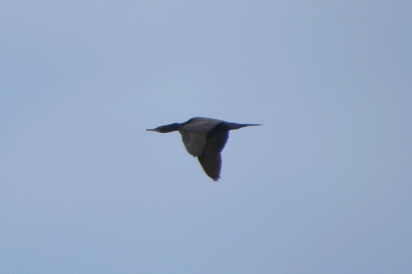 Zdjęcie z Australii - Kormoran bruzdodzioby w locie