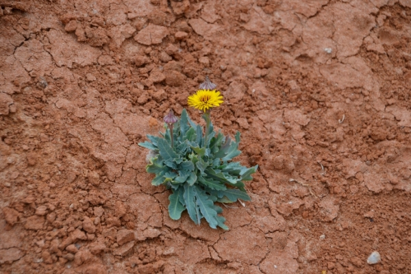 Zdjęcie z Australii - Flora