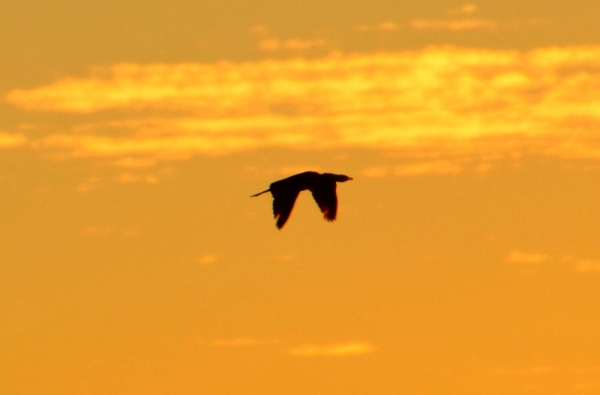 Zdjęcie z Australii - Jakis kormoran leci na spoczynek