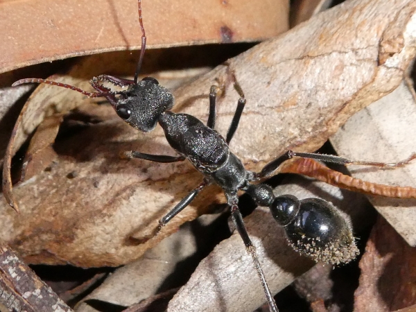 Zdjęcie z Australii - Wielka calowa mrówa - inch ant