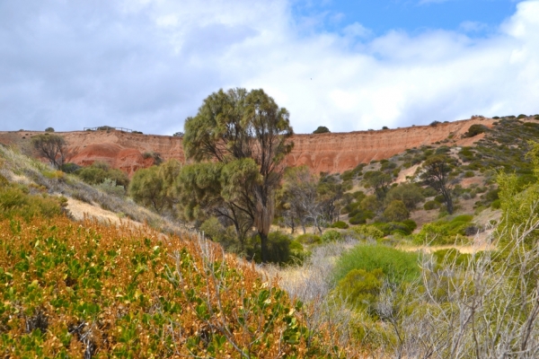 Zdjęcie z Australii - Ponowna wizyta w Hallett Cove
