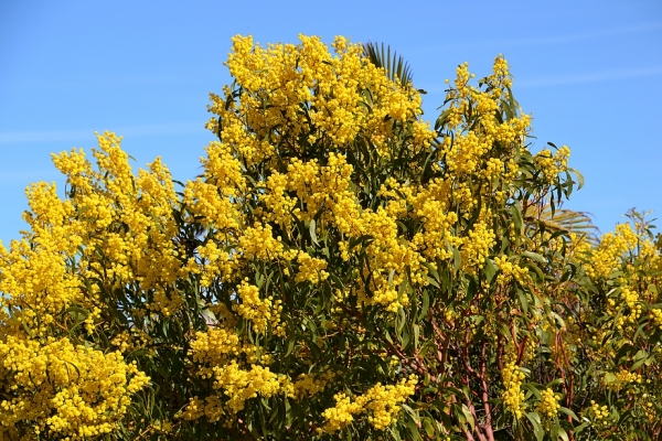 Zdjęcie z Australii - Australijska flora