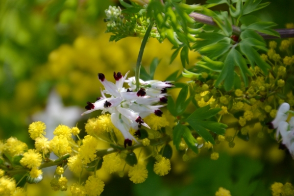Zdjęcie z Australii - Australijska flora