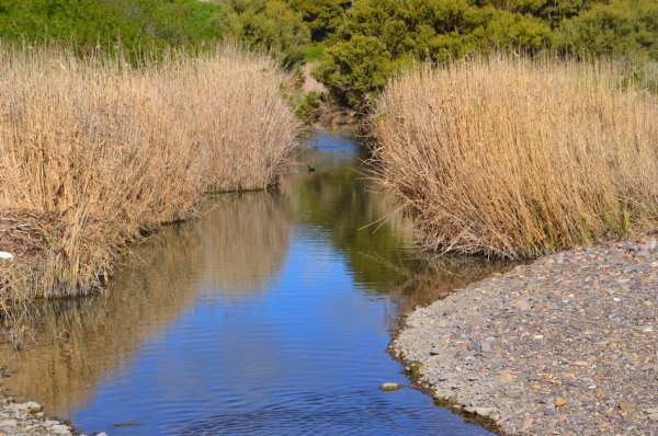 Zdjęcie z Australii - Rzeka Field River tuz przy ujsciu