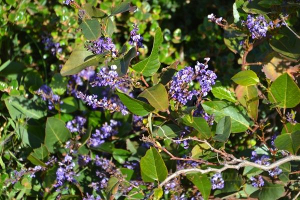 Zdjęcie z Australii - Australijska flora