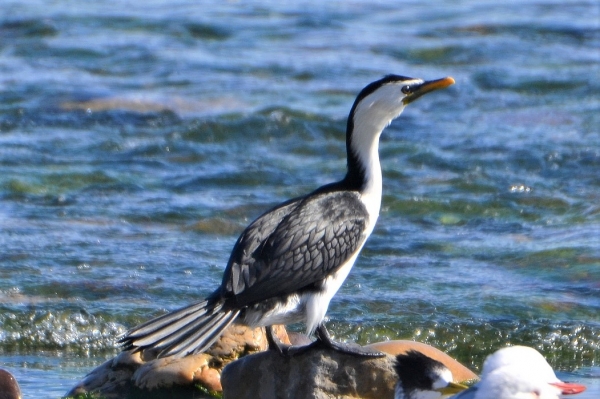 Zdjęcie z Australii - Kormoran srokaty 