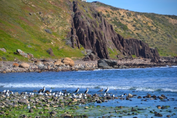 Zdjęcie z Australii - Ujscie rzeki Field River do zatoki Hallett Cove