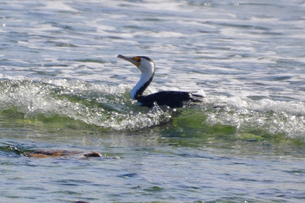 Zdjęcie z Australii - Kormoran srokaty 