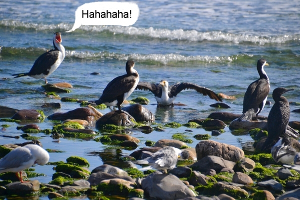 Zdjęcie z Australii - Hahahaha! :)))