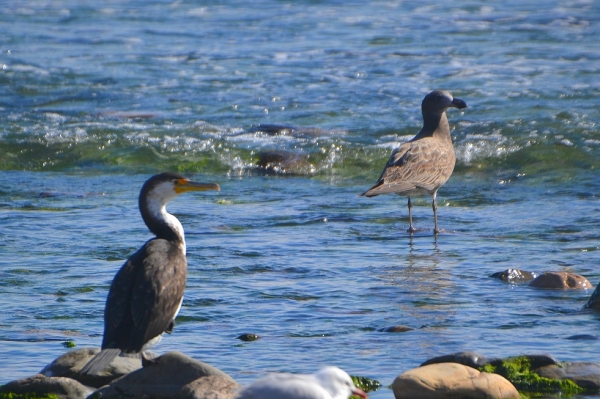 Zdjęcie z Australii - Kormoran srokaty z pacyficzną mewą grubodziobą 