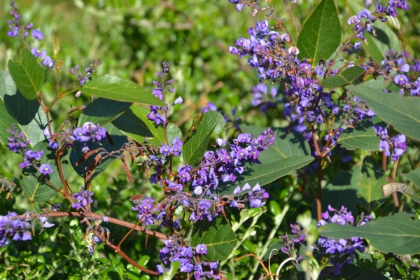 Zdjęcie z Australii - Waraburra - pnacy bez - lacinska nazwa hardenbergia violacea