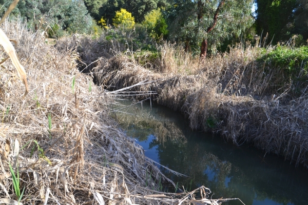 Zdjęcie z Australii - Ide w gore rzeki Field River