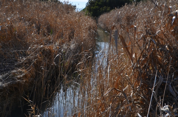Zdjęcie z Australii - Field River, w lato bym tam nie wlazl za zadne skarby