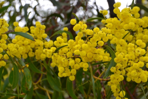 Zdjęcie z Australii - Kwitnie golden wattle - zlota akacja -akacja australijska
