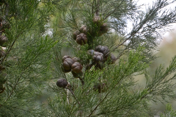 Zdjęcie z Australii - Australijska flora
