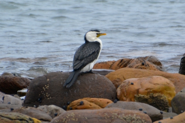 Zdjęcie z Australii - Kormoran białolicy