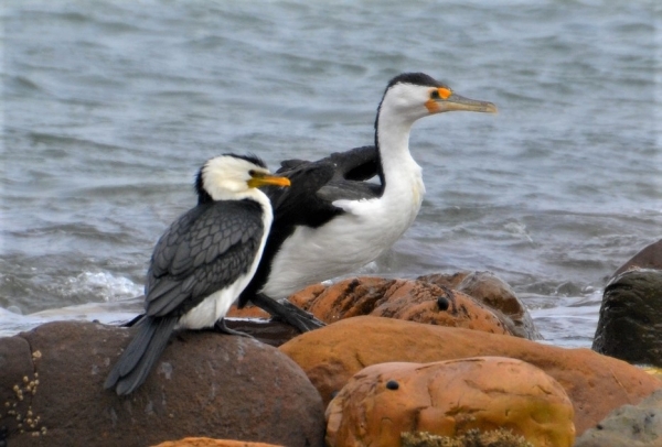 Zdjęcie z Australii - Kormoran białolicy i  kormoran srokaty