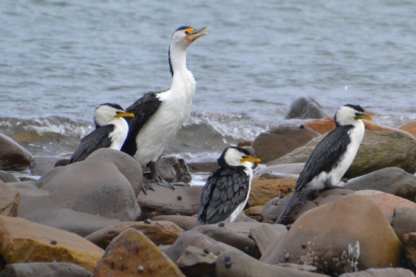 Zdjęcie z Australii - Wielki kormoran srokaty posrod karzelkow - kormoranow bialolicych