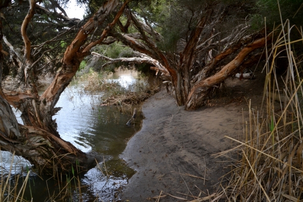 Zdjęcie z Australii - "Kacza plaza" nad rzeczka Field River