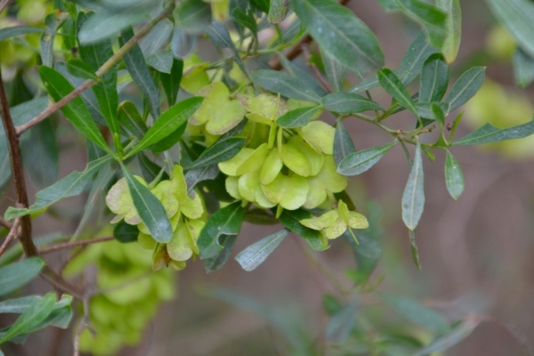 Zdjęcie z Australii - Australijska flora