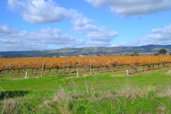 Zdjęcie z Australii - Winnice McLaren Vale w zimowej szacie