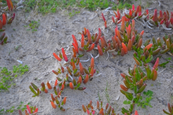 Zdjęcie z Australii - Nadmorska flora
