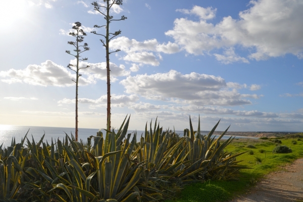 Zdjęcie z Australii - Widok na Port Willunga