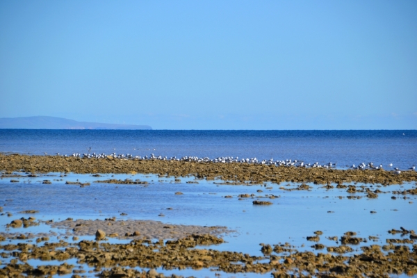 Zdjęcie z Australii - Aldinga - Snapper Point