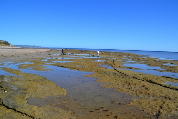 Zdjęcie z Australii - Skaliste dno wokól cypla Snapper Point