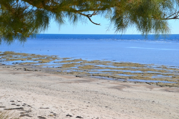 Zdjęcie z Australii - Skalne dno wokol cypla Snapper Point