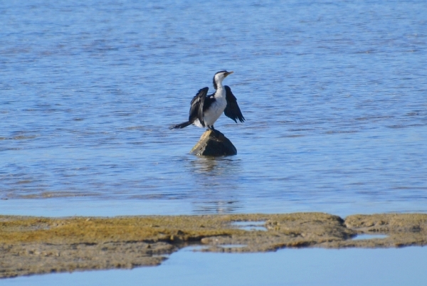 Zdjęcie z Australii - Kormoran białolicy