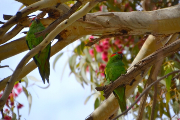 Zdjęcie z Australii - I lory piżmowe dwie