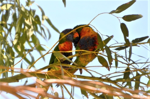 Zdjęcie z Australii - Love is in the air :)))