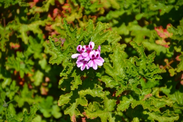 Zdjęcie z Australii - Fajnie kwitnie zdziczala pelargonia