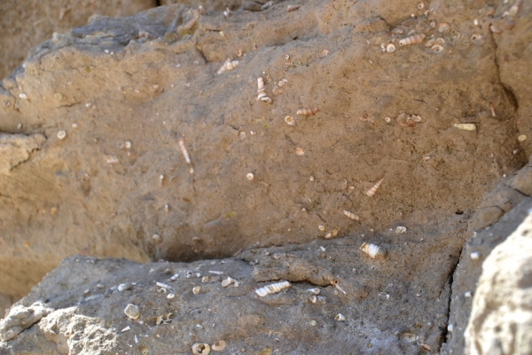Zdjęcie z Australii - Na skalach skamieliny slimakow sprzed milionow lat