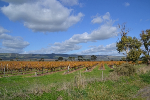 Zdjęcie z Australii - Jeszcze raz winnice McLaren Vale w zimowej szacie 