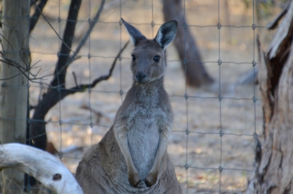 Zdjęcie z Australii - Przy wjezdzie do Parku Narodowego Belair