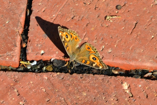 Zdjęcie z Australii - Motyl spija wilgoc spomiedzy kafelkow przy kasie biletowej