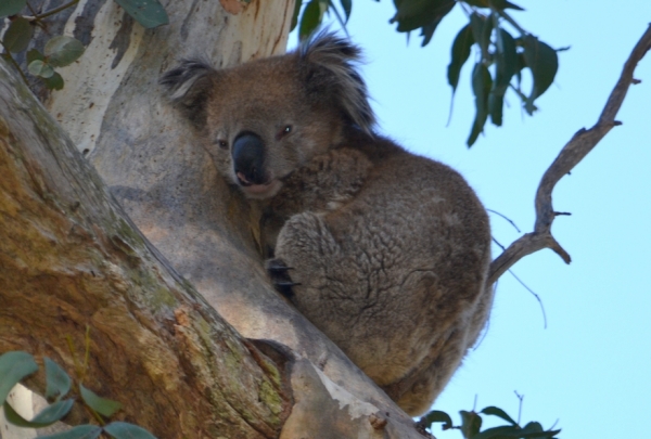 Zdjęcie z Australii - Portrecik :)