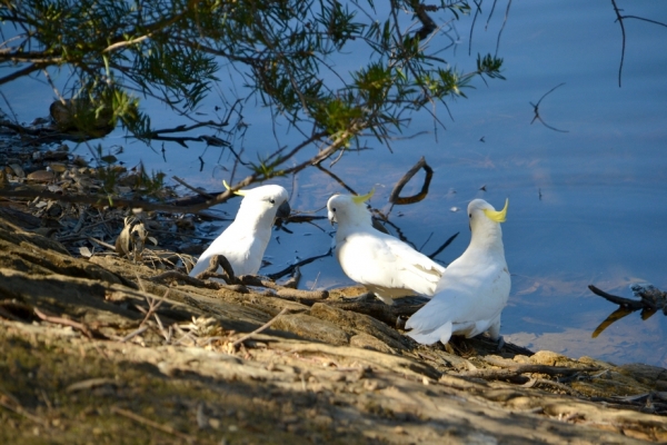 Zdjęcie z Australii - Kakadu żółtoczube u wodopoju